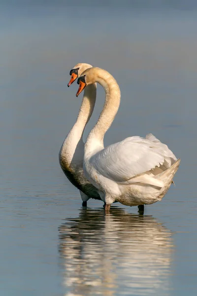 Two Mute Swans Cygnus Olor Dos Hermosos Cisnes Blancos Apareándose — Foto de Stock