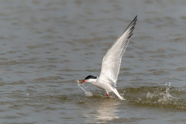 荷兰的普通土地 Sterna Hirundo Gelderland — 图库照片