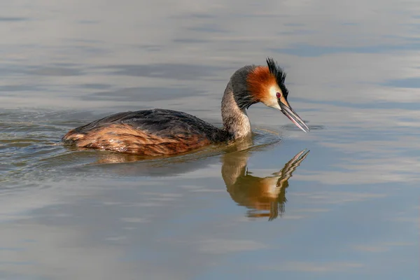 Haubentaucher Wasservogel Podiceps Cristatus — Stockfoto