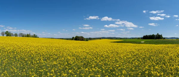 Venkovské Malebné Žluté Panoramatické Řepkové Pole Jaře Pod Modrou Oblohou — Stock fotografie