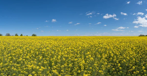 Campo Colza Floreciente Primavera Con Algunos Árboles Detrás Cielo Azul —  Fotos de Stock