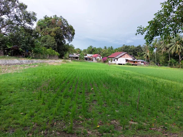 Hermosos Campos Arroz Selvas Con Palmeras Paisaje Natural Plantas Tropicales —  Fotos de Stock