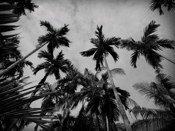 黑白相间的槟榔树 美丽的自然背景照片 — 图库照片#