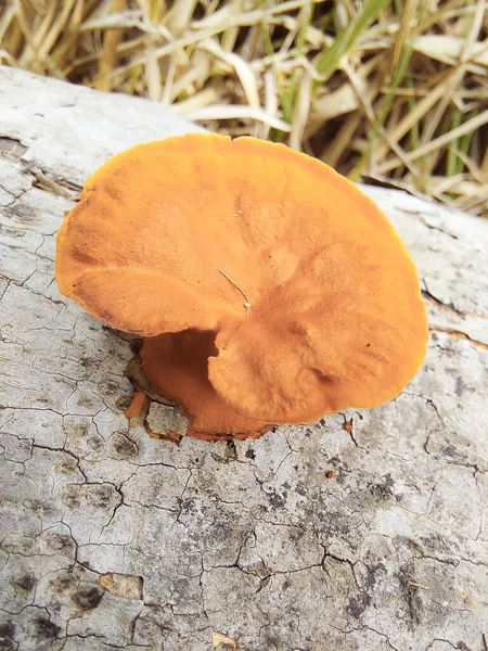 Pochi Funghi Colore Arancione Albero Cocco Morto — Foto Stock