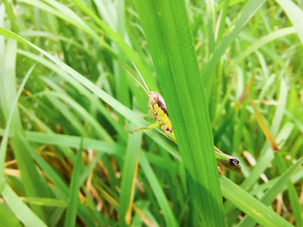 Bir çekirge pirinç yaprağı yiyor.