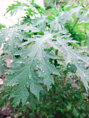 Taze papaya yeşil yaprak dokusu desenleri