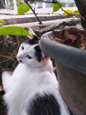 Sevimli, küçük, siyah desenli beyaz bir kedi. Otlakta, arka planda yatıyor..