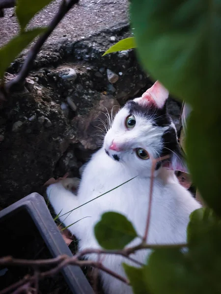 Cute Little Black Pattern White Cat Lying Grassland Background — Fotografia de Stock