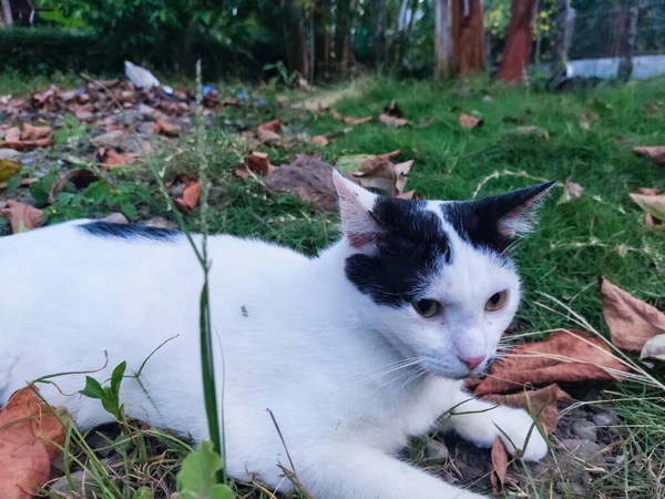 Cute Little Black Pattern White Cat Lying Grassland Background — Fotografia de Stock