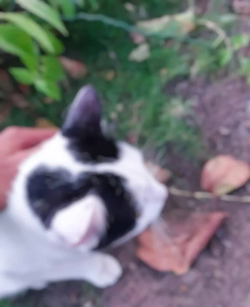 Defocussed Abstract Background Cute Cat Blur Photo — стоковое фото