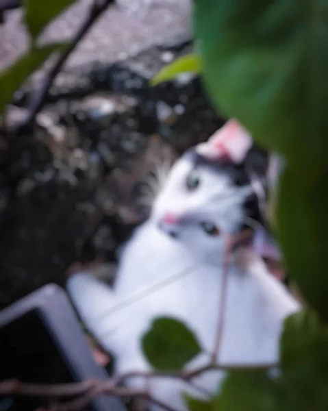 Defocussed Abstract Background Cute Cat Blur Photo — стоковое фото