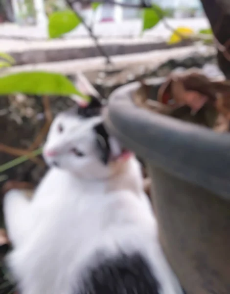 Defocussed Abstract Background Cute Cat Blur Photo — Fotografia de Stock