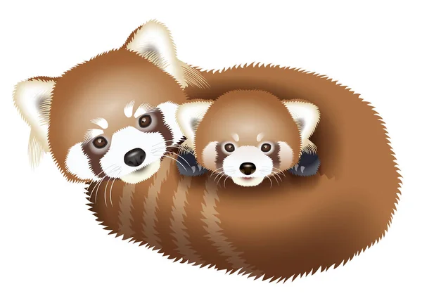 Illustrazione Panda Rosso Illustrazione — Foto Stock