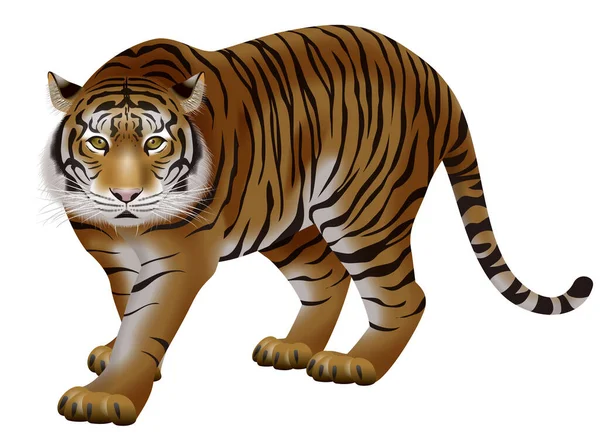 Ilustración Tigre Icono Del Zodíaco — Foto de Stock