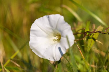 Calystegia sepium çiçekleri (çit bağlama otu)
