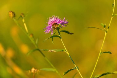 Centaurea 'nın çiçeğinin üzerindeki arı, Kare Knapweed