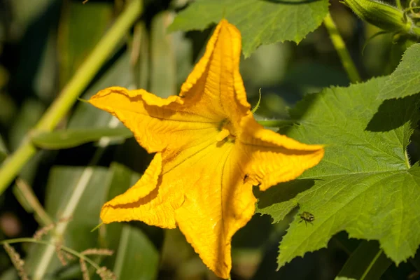Квіти Кукурбіта Песо — стокове фото