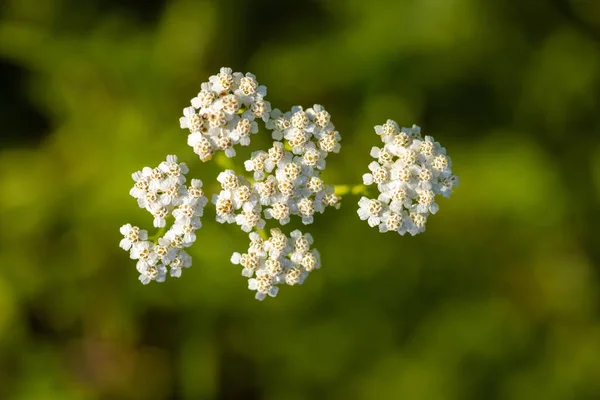 Blüten Von Achillea Millefolium Allgemein Bekannt Als Schafgarbe — Stockfoto