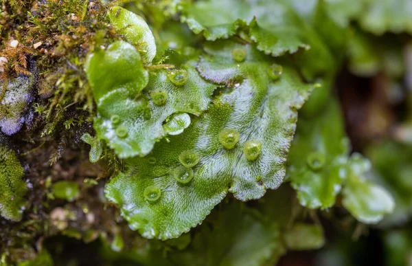 Marchantia, karaciğer otu yosunu cinsinden bir tür.
