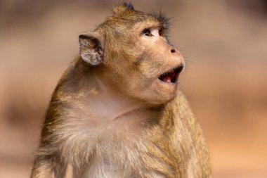 Macaque monkey in Angkor complex, Cambodia