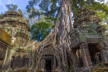 Angkor kompleksindeki Ta Prohm tapınağının kalıntıları, ağaçlarla kaplı, Kamboçya