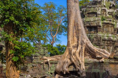 Angkor kompleksindeki Ta Prohm tapınağının kalıntıları, ağaçlarla kaplı, Kamboçya