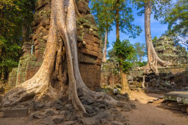 Angkor kompleksindeki Ta Prohm tapınağının kalıntıları, ağaçlarla kaplı, Kamboçya