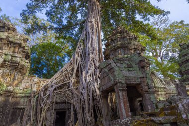 Angkor kompleksindeki Ta Prohm tapınağının kalıntıları, ağaçlarla kaplı, Kamboçya