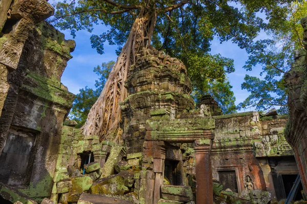 Angkor kompleksindeki Ta Prohm tapınağının kalıntıları, ağaçlarla kaplı, Kamboçya