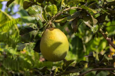 Ağaç dalında olgun meyveler