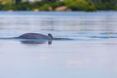 Mekong Nehri üzerindeki Irrawaddy yunusu (Orcaella brevirostris)