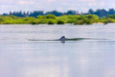 The Irrawaddy dolphin (Orcaella brevirostris) on the Mekong River, Cambodia