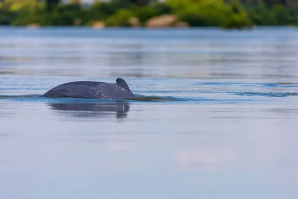 Delfin Irawadi Orcaella Brevirostris Rzece Mekong Kambodża — Zdjęcie stockowe
