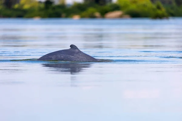 Delfin Irawadi Orcaella Brevirostris Rzece Mekong Kambodża — Zdjęcie stockowe