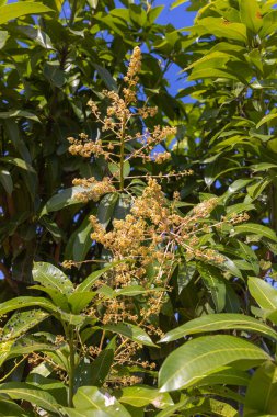 The flowers of the mango tree (Mangifera indica)