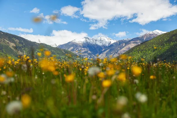 Łąka Kwiatami Górą Tle Alpach Austriackich — Zdjęcie stockowe