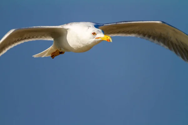 Porträt Der Gelbfußmöwe Flug Vor Blauem Himmel — Stockfoto