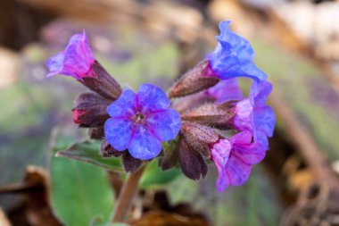 Pulmonaria officinalis, Ciğerotu çiçeğinin yakın çekimi.