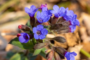 Pulmonaria officinalis, Ciğerotu çiçeğinin yakın çekimi.