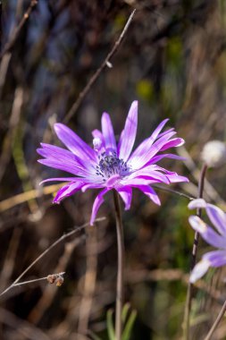Anemone Hortensis 'in çiçekleri, yaygın olarak geniş yapraklı anemon olarak adlandırılır.