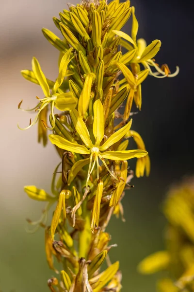 Kwiaty Asphodeline Lutea Powszechnie Nazywane Królewską Włócznią — Zdjęcie stockowe