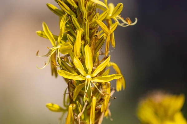 Kwiaty Asphodeline Lutea Powszechnie Nazywane Królewską Włócznią — Zdjęcie stockowe