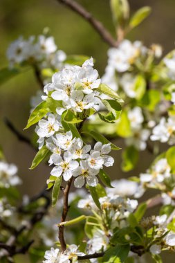İlkbaharda armut çiçeğinin yakın çekimi.