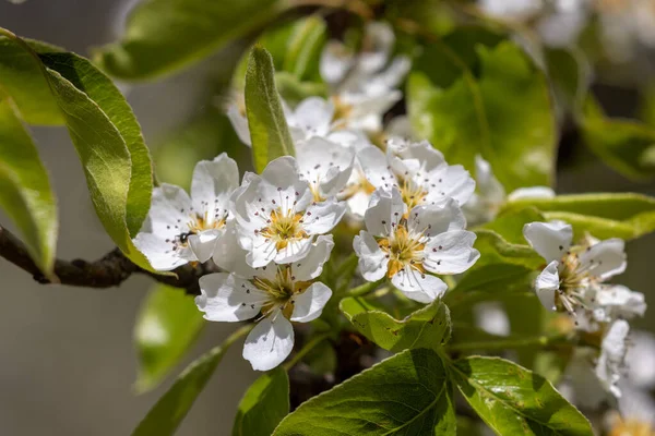 İlkbaharda armut çiçeğinin yakın çekimi.