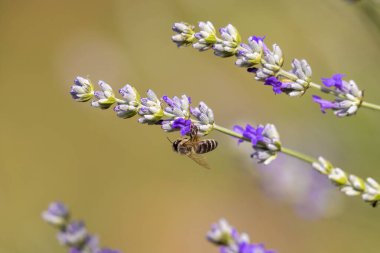 Lavandula 'da bir arı (lavanta çiçeği)