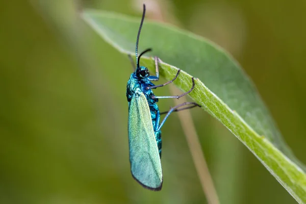 Adscita Moth Family Zygaenidae — Stock Photo, Image