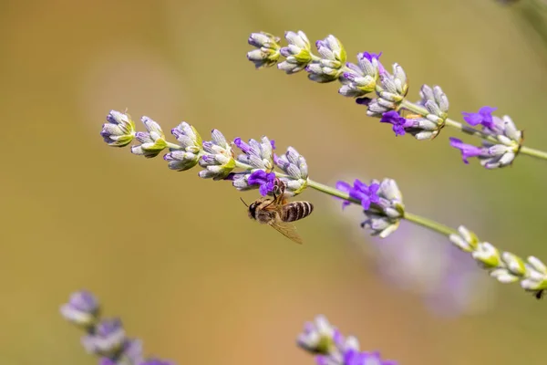 Bee Lavandula Lavender Flower — Stock Photo, Image