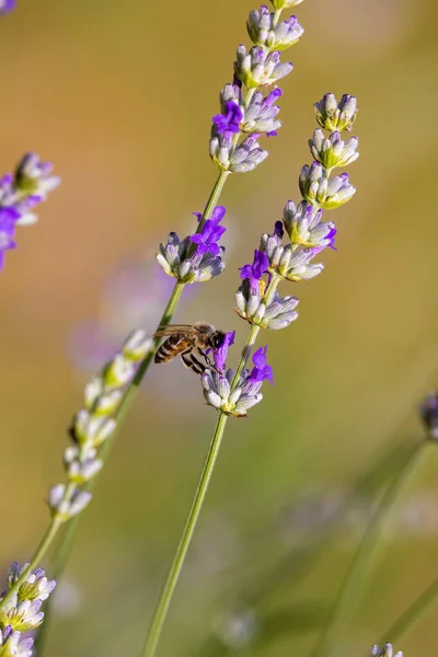 Bee Lavandula Lavender Flower — Stock Photo, Image