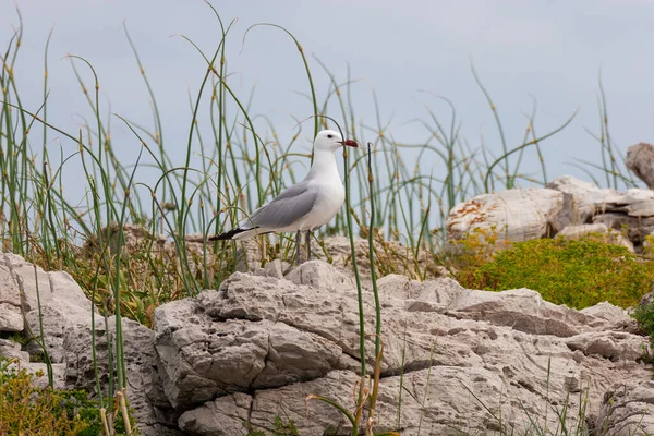 Audouin Gull Ichthyaetus Audouinii Mljet Island Croatia — стокове фото