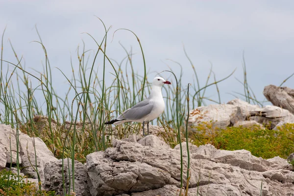 Audouins Mås Ichthyaetus Audouinii Från Mljet Island Kroatien — Stockfoto